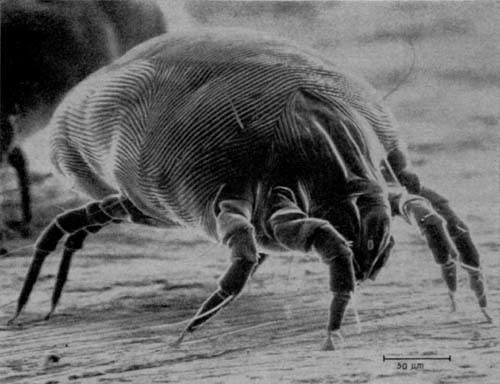 P&C Cleaning: Dustmite and Flea Treatments